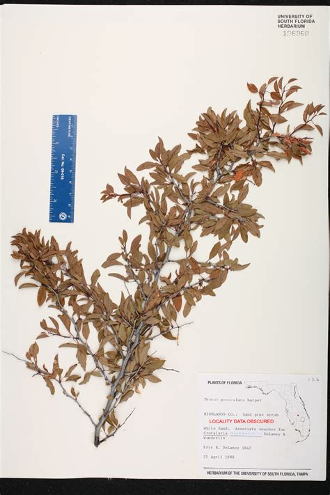 Johnny Butterflyseed Submits Polk County S First Scrub Plum Herbarium Specimen In Almost