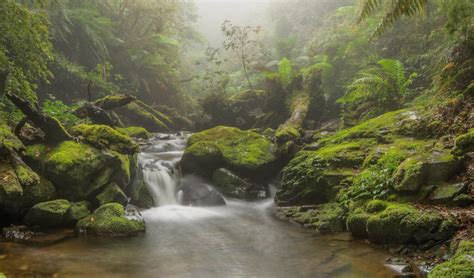 Walking In An Ancient Rainforest Australian Geographic