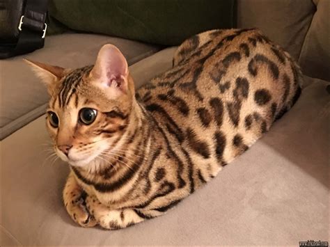 Search through thousands of adverts for kittens & cats for sale in the uk, from pets4homes, the uks most popular free pet classifieds. Rumored News on Bengal Cats For Sale Nj Uncovered ...