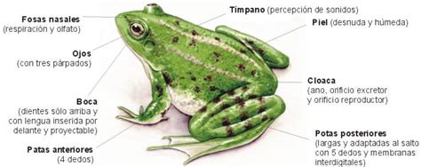 La respiración cutánea, es el tipo de respiración que se realiza por la piel; Ciencias Naturales: Anatomía y metamorfosis de los ...