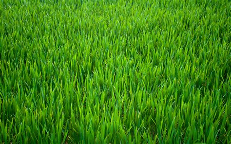 🔥 Download Green Grass Hd Wallpaper By Samuelsims Grass Wallpapers