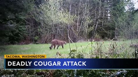 Cougar Kills 1 Mountain Biker Injures 2nd Near Seattle 6abc Philadelphia