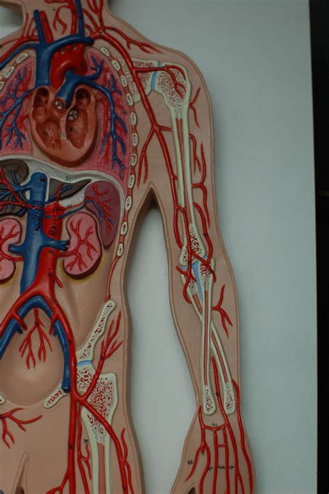 Human Anatomy Lab Arteries And Veins