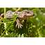 Common Lizard Species Reptiles And Frogs