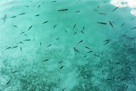 Freshwater Fish In Clear Clear Water Stock Photo Image Of Surface