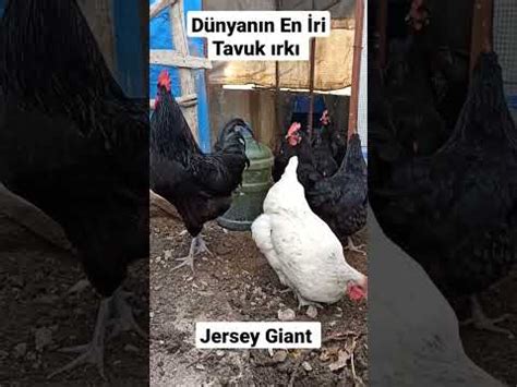 Tavuklar Jersey Giant özellikleri Farmer Online tarımsal