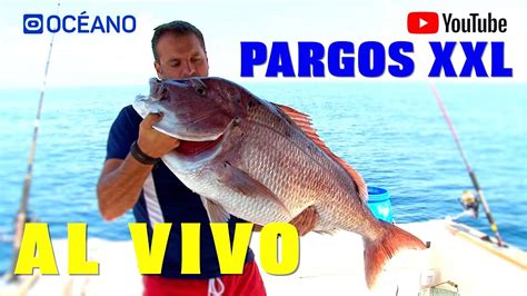 Pargos Xxl Documental Sobre La Pesca Del Pargo En Huelva Que No Te