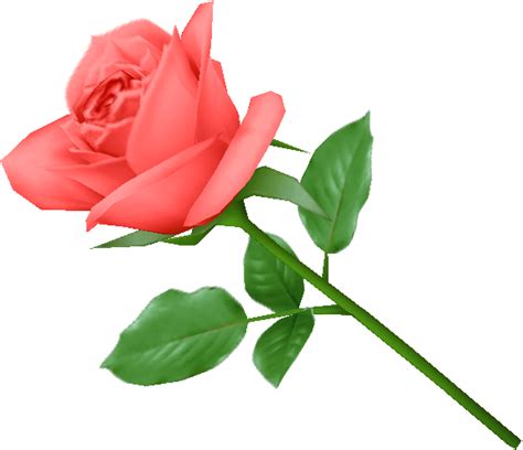 You'll find everything from common favorites like roses and tulips to exotic plants and flowers. Rose PNG Image Without Background | Web Icons PNG