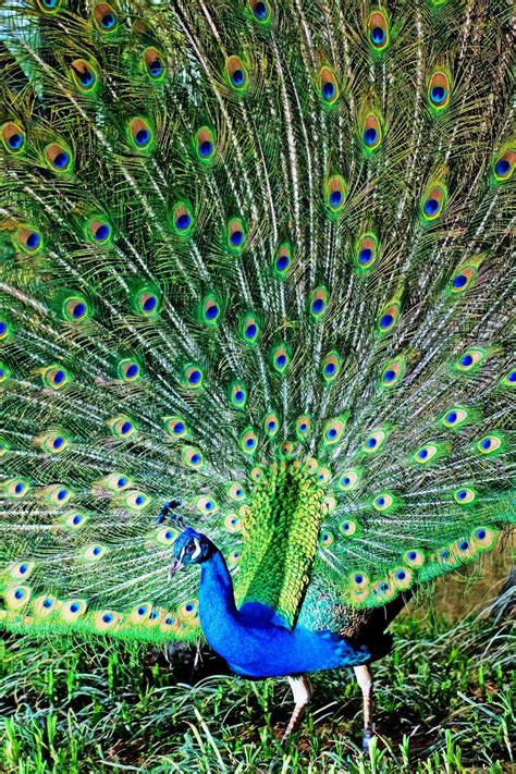 nice peacock images free download duul wallpaper