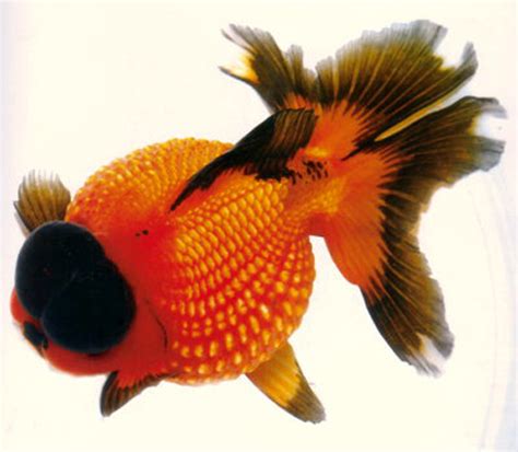 Types Of Pearlscale Pearlscale Goldfish