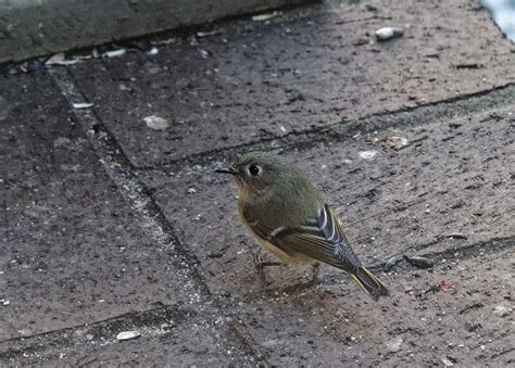 1100008d Female Ruby Crowned Kinglet Photo Isabel Cutler Photos At