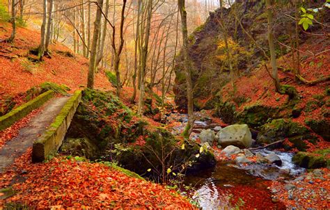 Wallpaper Autumn Forest Stream Fall Foliage Autumn Forest Leaves