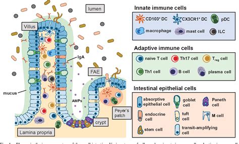 Maintenance Of Gut Homeostasis By The Mucosal Immune System Semantic