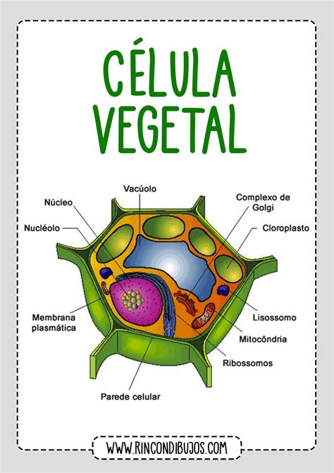 10 Dibujo Celula Animal Y Vegetal