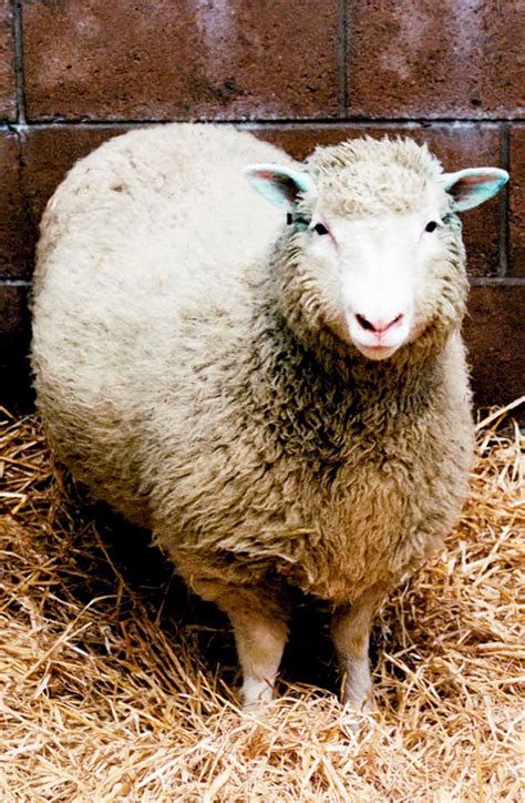 Dolly The Sheep Debuts Scientists Announced Successfully Cloning The