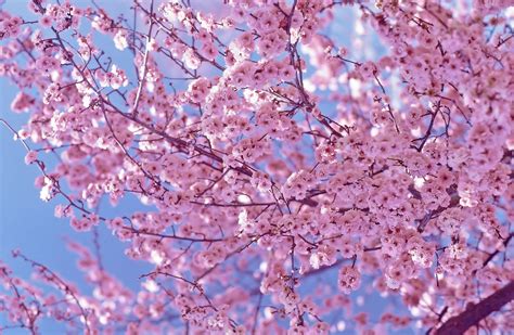 Beauty Flower Cherry Blossom Pictures