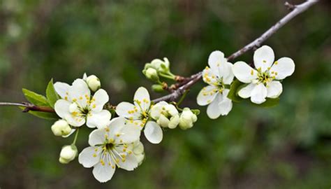 Older trees sometimes develop buttresses that expand their base. Early Spring Blooming Trees | Garden Guides