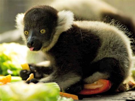 Twin Ruffed Lemurs Born At Mogo Zoo Zooborns