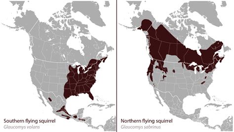 13 Interesting Facts About Flying Squirrels