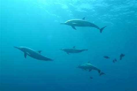 Scientists Discover Why Dolphins Help People Catch Fish Ordo News