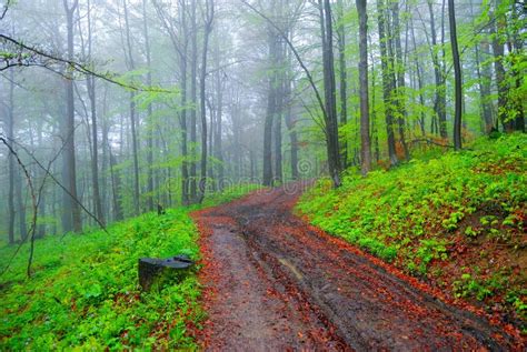 Foggy Forest And Dirt Road Stock Photo Image Of Green 19821030