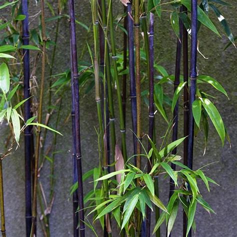 50pcs Black Bamboo Seeds Bamboo Plant Seeds Phyllostachys Nigra