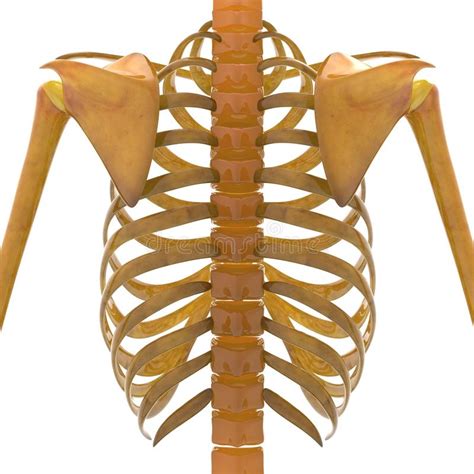 Human Scapula With Ribs Stock Illustration Illustration Of Health