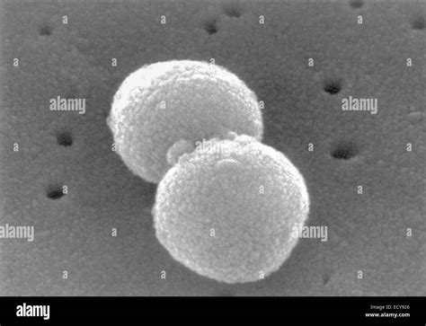 Streptococcus Pneumoniae Micrograph Black And White Stock Photos