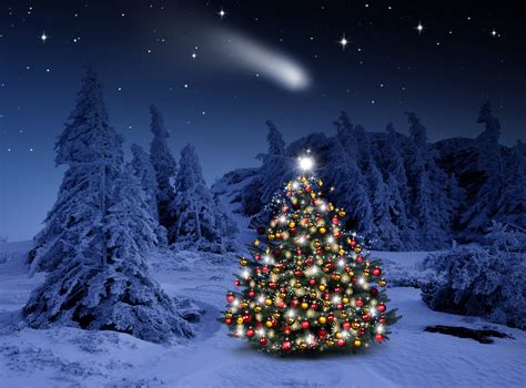 Download Lighted Christmas Tree In Winter Forest Hd Wallpaper