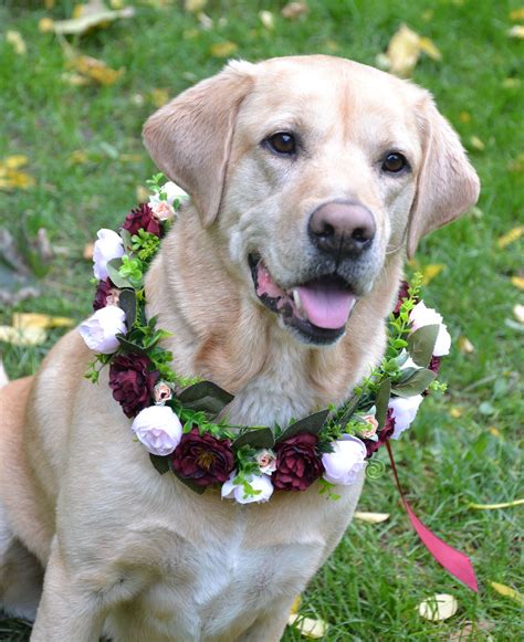 Wedding Flower Collar For Dog Burgundy Burgundy Wedding Flowers Dog