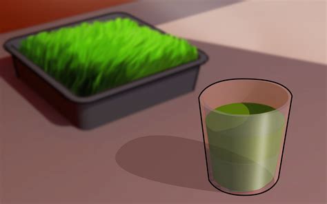 How To Grow Wheatgrass At Home 13 Steps With Pictures Wikihow