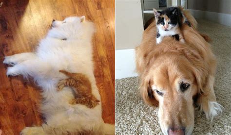 Cats Who Use Dogs As Pillows Catlov