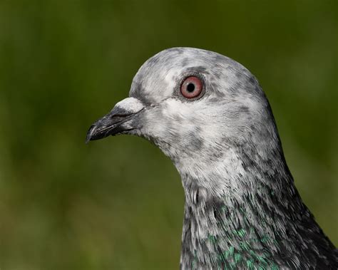 Feral Pigeon Ed Guiry Flickr