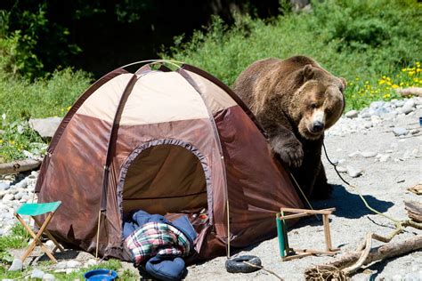 Campers In Alaska Attacked By Bear While Asleep In Their Tent Snowbrains