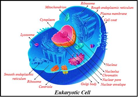 What Is An Animal Cell Explain It S Types Tutorix