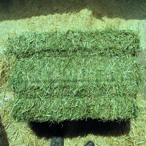 Alfalfa Hay For Sale Animal Feeds Solutions