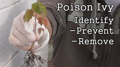 Poison Ivy How To Identify Prevent And Remove Youtube