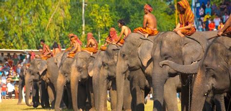 The Surin Elephant Round Up Festival Thailand