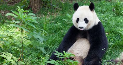 Giant Pandas Are Officially No Longer Endangered