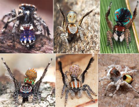 Peacock Jumping Spiders