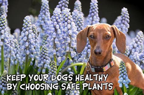 Explore discussions featured home discussions featured garden discussions. Dog Friendly Plants and Flowers | Florissa | Flowers ...