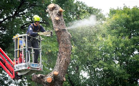 We did not find results for: Tree Cutting and Stump Removal Services in Minneapolis ...