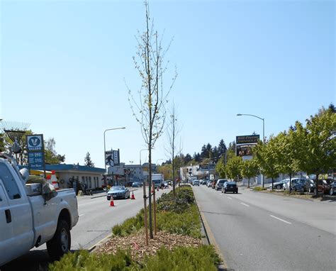 Lake City Way Corridor Tree Planting - SDOT Blog