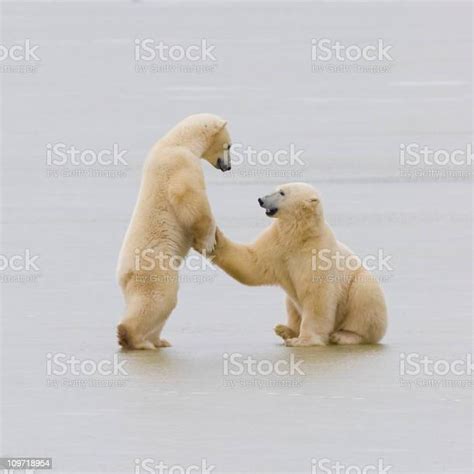 Two Polar Bears Stock Photo Download Image Now Animal Polar Bear