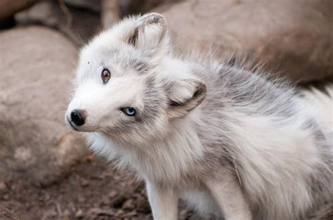 Cute Arctic Fox Aww