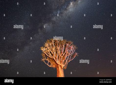 Milky Way And Stars With Quiver Trees In Foreground Growing Among