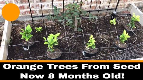 Growing Oranges From Seed 8 Month Update Youtube