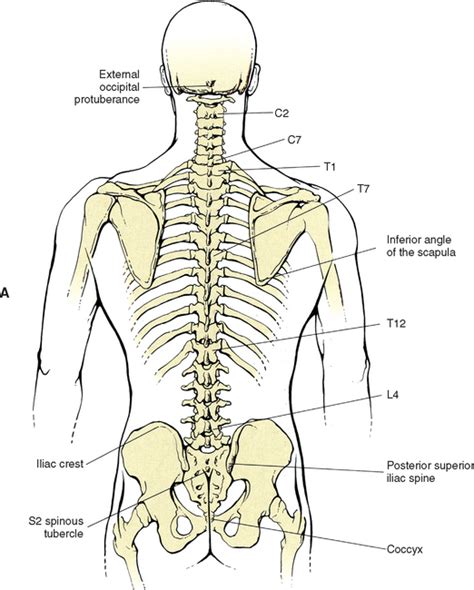 Cervical Spine Surface Anatomy Human Anatomy