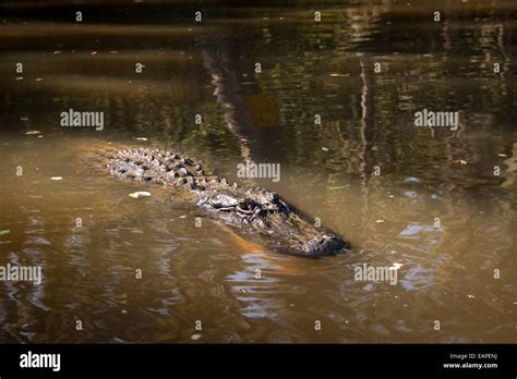Alligator In A Swamp The Bayou Louisiana Stock Photo Alamy