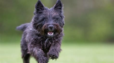 Best Hypoallergenic Dog Breeds 20 Different Breeds That Dont Shed